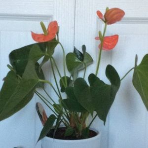 Meet your Posher, Evonne